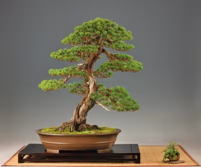 Őszi Bonsai Kiállítás 2015