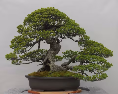 bonsai