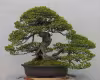 bonsai
